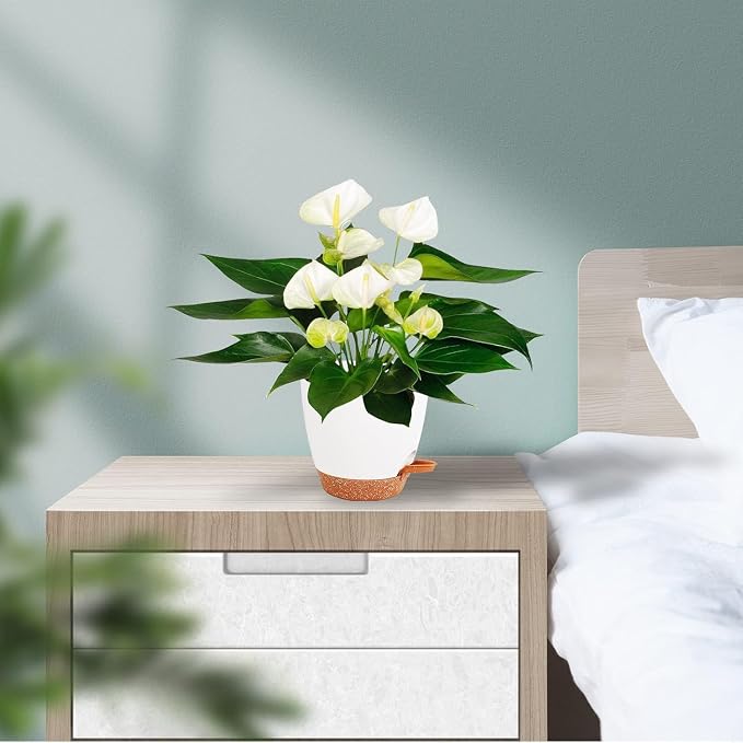 Self Watering Plant Pot Set of 5